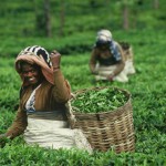 fairtrade-tea